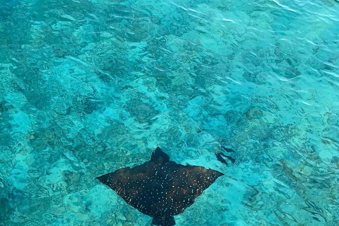 Private Dolphin Tour and Snorkeling at Mnemba Island reef - The sandbank swim near Mnemba, calm water for your finale