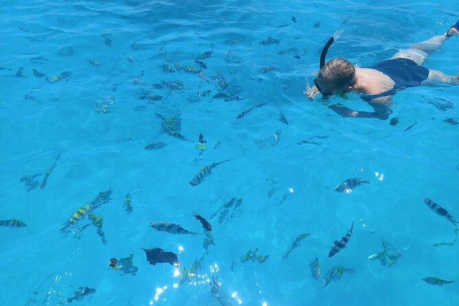 Private Dolphin Tour and Snorkeling at Mnemba Island reef - Price and value: is $104.99 per person a good deal?