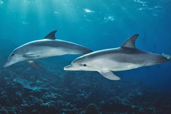 Private Dolphin Tour and Snorkeling at Mnemba Island reef - Dolphin tour first, and where the boat actually looks