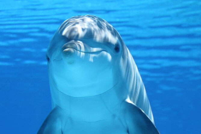 Private Full-Day: Dolphin & Monkey Jungle Adventure - Key highlights if you like animals and real Zanzibar scenery