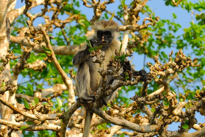 Private Full-Day: Dolphin & Monkey Jungle Adventure - Mnemba Island dolphin cruise from Matemwe to Clearwater Menai Bay