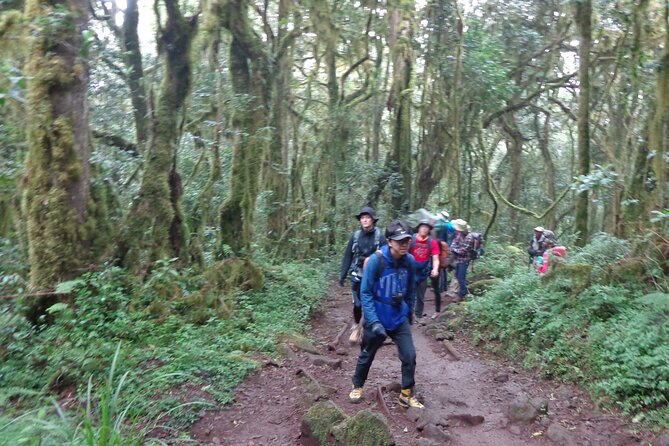 Private Full-Day Hiking Tour in Mount Kilimanjaro - Price and value: what $312.50 includes (and why that helps)