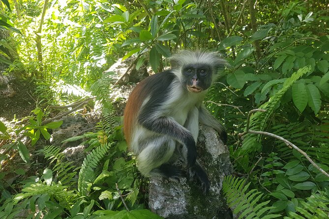 Private Full Day Jozani, Paje Beach and Rock Restaurant Tour - Key highlights you should know before you go