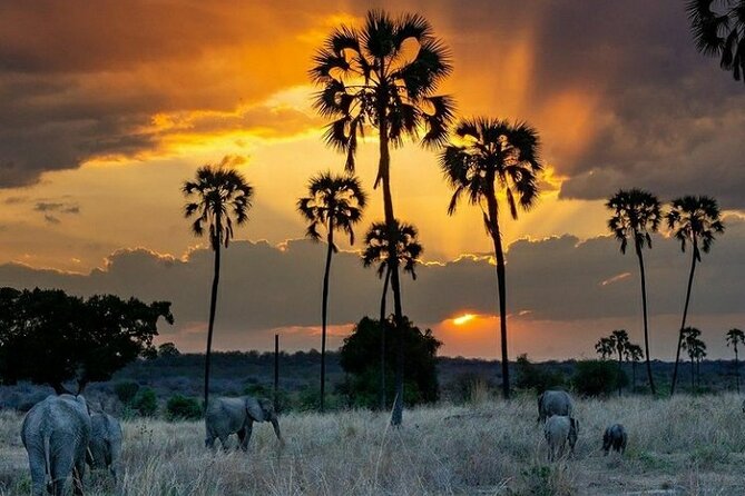 Private Full-Day Trip to Mikumi National Park from Dar es Salaam - Wildlife spotting with your guide, from attention to action