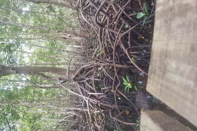 Private Full Day Trip to Stone Town, Spice Farms and Jozani Forest - Jozani-Chwaka National Park: red colobus monkeys and mangrove scenery