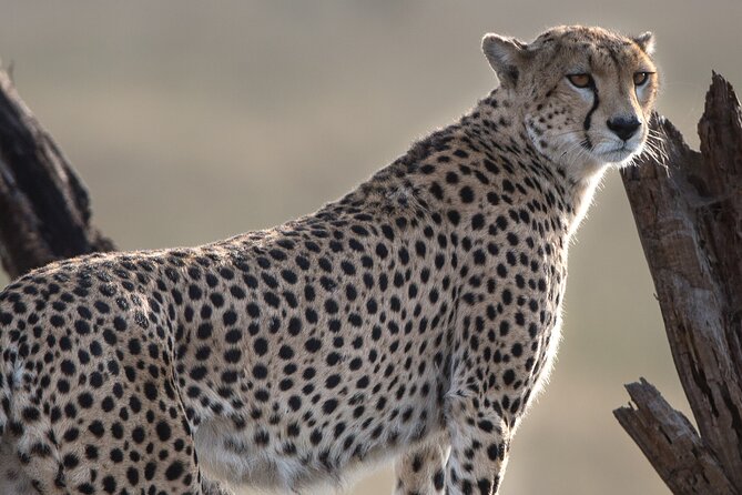Private Group Serengeti Safari, Crater & Tarangire National Park - Entering The Safari Loop: Why Arusha Is Your Smart Starting Point