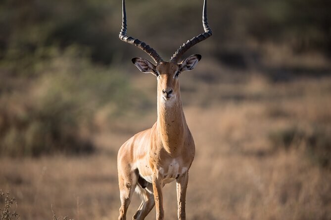 Private Group Serengeti Safari, Crater & Tarangire National Park - The Ngorongoro Crater Day: Why Descending Changes Everything