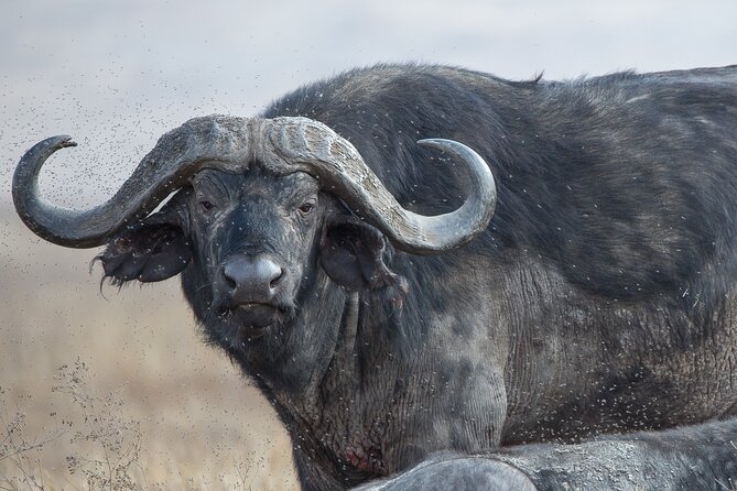 Private Group Serengeti Safari, Crater & Tarangire National Park - Private Group Benefits, Pickup, and Paper Tickets: The Real-World Details
