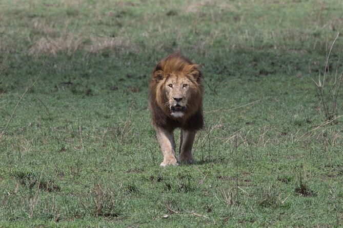 Private Group Serengeti Safari, Crater & Tarangire National Park - Serengeti Morning Game Drive: When The Plains Feel Like They Go On Forever
