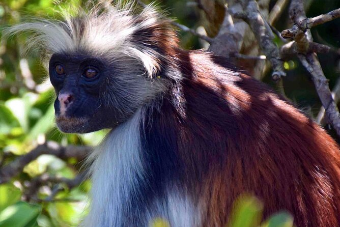 Private Guided tour in Prison Island,Jozani Forest,Rock restaurant & Paje beach - Jozani Chwaka Bay National Park: Red Colobus, Mangroves, and Small Wildlife