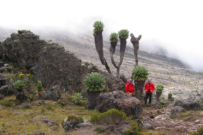 Private Kilimanjaro Climb - Any Route - 8 to 15+ Days - Private group bonding: families, friends, and even workplace teams