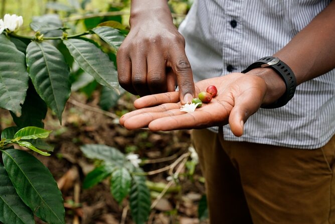 Private Meru Coffee Tour in Nkoaranga - The coffee process you will do step-by-step