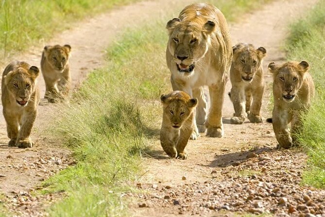 Private Mikumi Adventure - What to Expect from the Wildlife Experience (Without Fantasizing)
