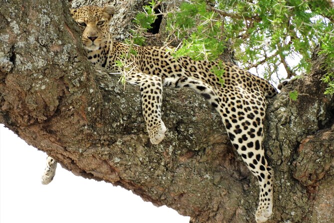 Private Multi Day Serengeti Safari - Price and logistics: where the value is, and what can add up