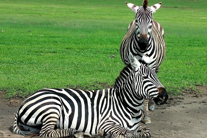 Private Multi Day Serengeti Safari - Ngorongoro Crater: Big Five chances inside the largest intact caldera