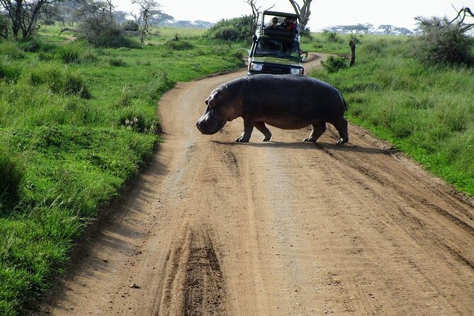 Private Multi-Day Tour in Tanzania Safari - Private safari week from Arusha, and how the timing really works