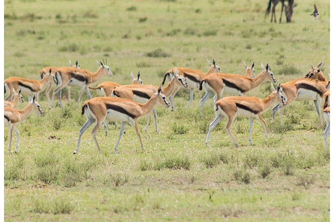 Private Multi-Day Tour in Tanzania Safari - Day 2 Serengeti arrival with safari breakfast and picnic rhythm