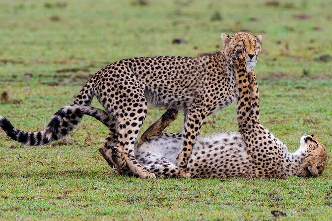 Private Multi-Day Tour in Tanzania Safari - Day 3 Full Serengeti day, and why habitat variety changes the game