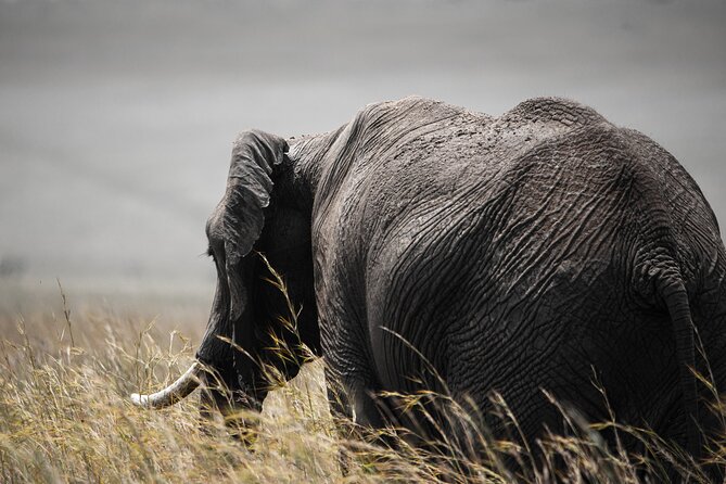 Private Multi-Day Tour in Tanzania Safari - Day 6 Tarangire National Park, elephants plus baobab scenery