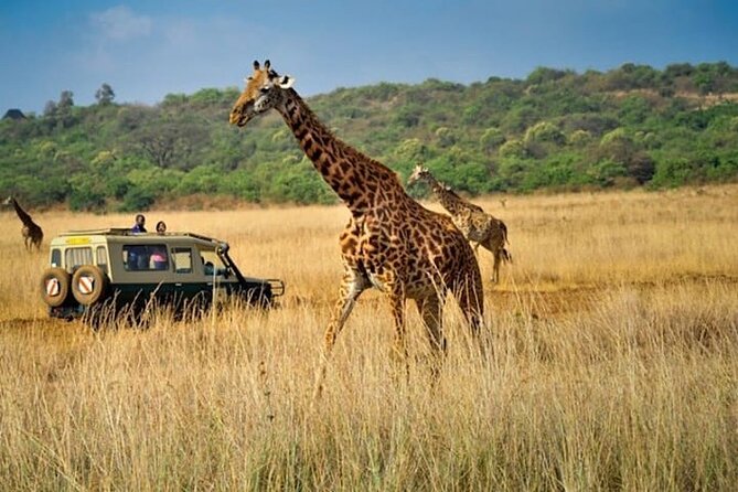 Private Multi-Day Tour in Tanzania Safari - Day 7 Closing safari day in Tarangire, then back with a final meal