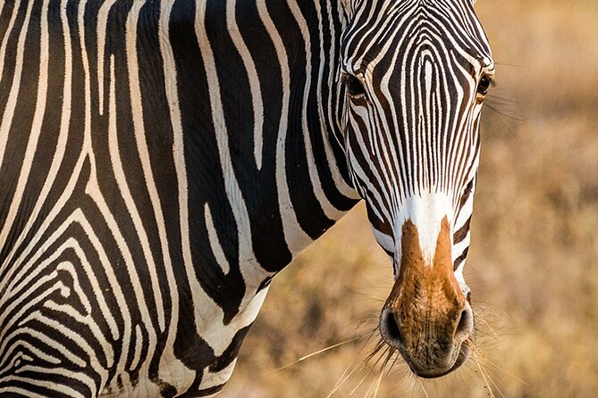 Private Multi-Day Tour in Tanzania Safari - Day 1 Lake Manyara National Park, flamingoes and a lion twist