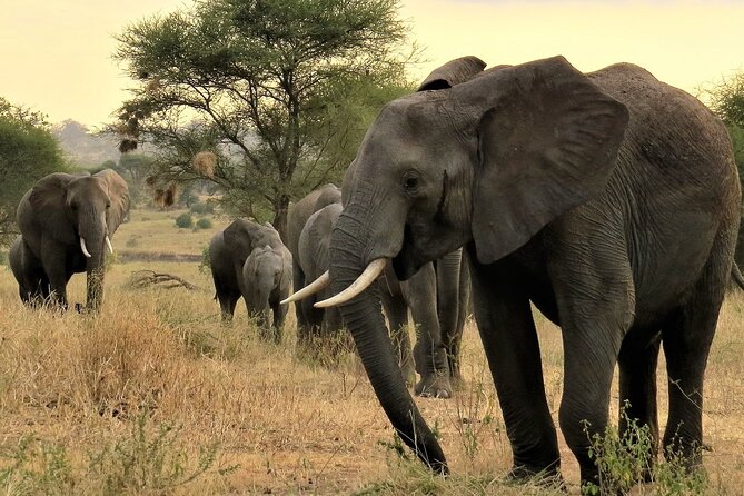 Private Multi Day Tour Tanzania Safari - Lake Manyara’s Rift Valley Mix: Birds, Hot Springs, and Tree-Lions