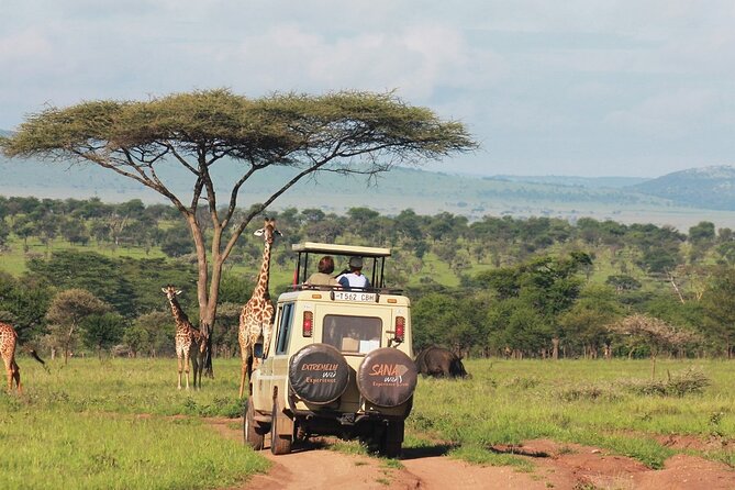 Private Multi Day Tour Tanzania Safari - Serengeti Day One: Sunrises, Plains Driving, and Night-Shift Wildlife