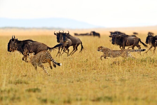 Private Safari in Tarangire National Park - Key highlights you will care about