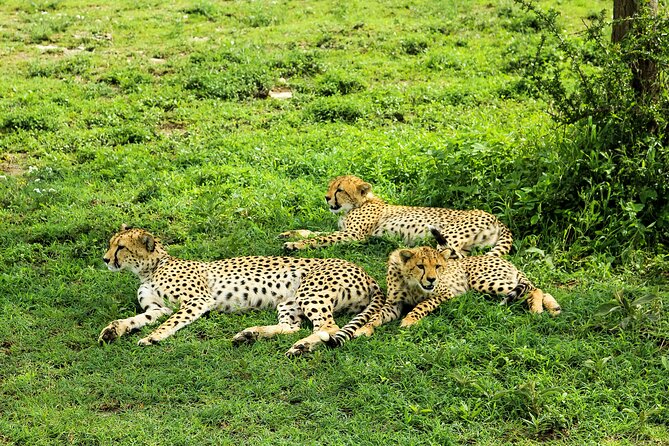 Private Safari in Tarangire National Park - Lunch inside the safari day, not tacked on later