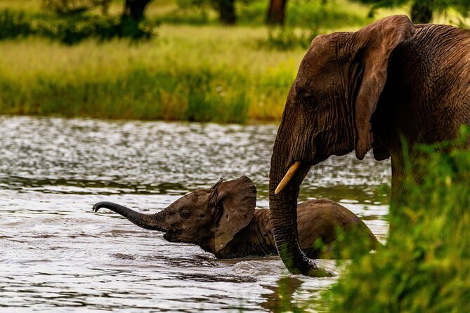 Private Safari in Tarangire National Park - Afternoon game drive: why a second push often pays off