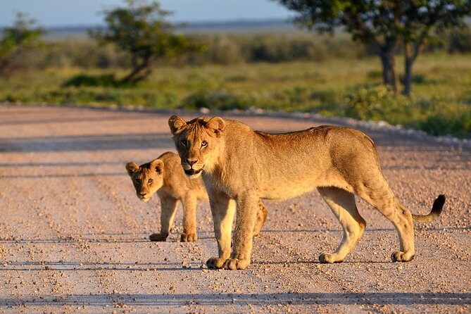 Private Safari in Tarangire National Park - Logistics that actually matter during a safari day