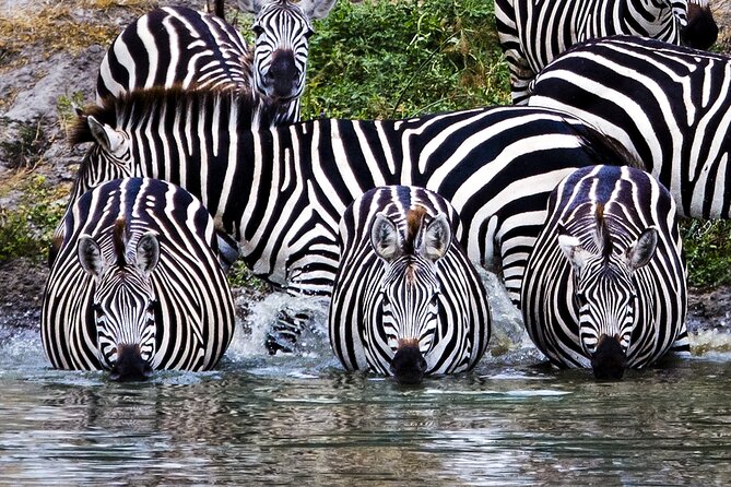 Private Safari in Tarangire National Park - Tarangire game drives: what you are really paying for
