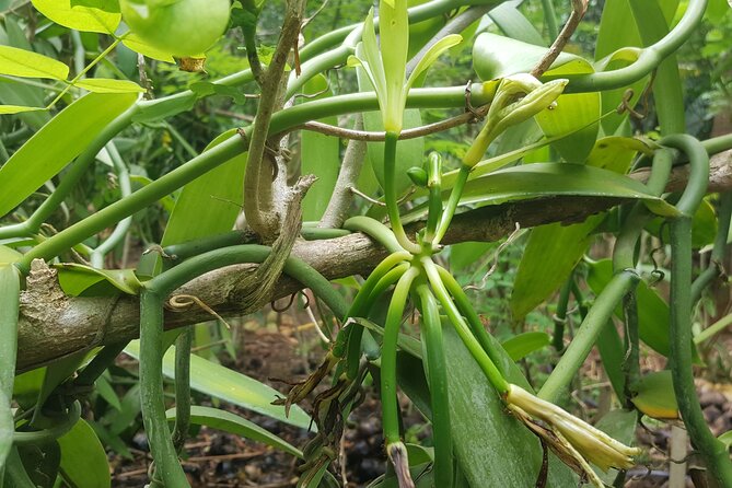 Private Spice Tour and Jozani Forest in Zanzibar - Private air-conditioned transport from Zanzibar City