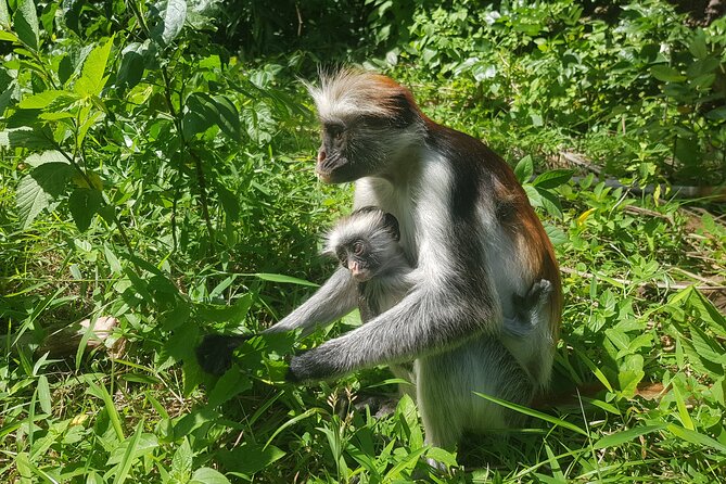 Private Spice Tour and Jozani Forest in Zanzibar - Jozani Chwaka Bay National Park: red colobus and real forest time