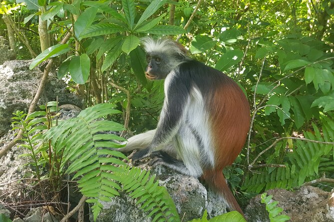 Private Spice Tour and Jozani Forest in Zanzibar - Zanzibar Island free-admission time: use it well
