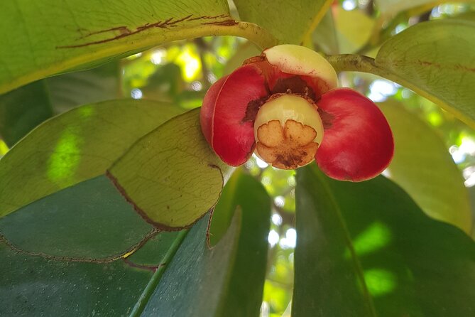 Private Spice Tour and Jozani Forest in Zanzibar - Tangawizi Spice Farm: what you learn about Zanzibar flavor