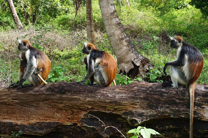 Private Stone Town & Spice Farm Tour - Photo Tips for Colobus and the Mangrove Boardwalk