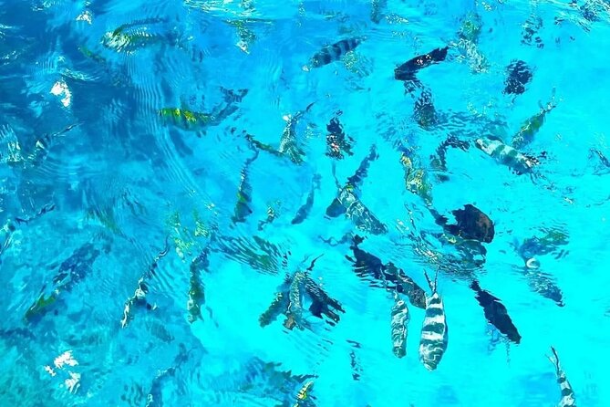 Private Tour to Mnemba Island with Lunch - Is $115 per person good value for Zanzibar snorkeling?