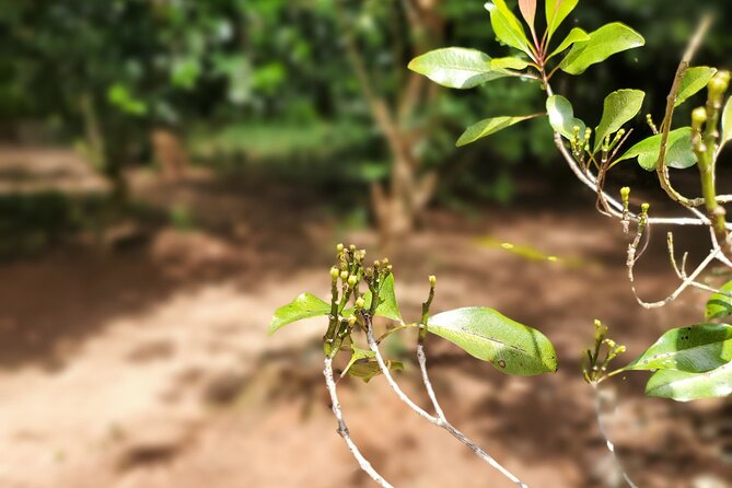 Private Tour Zanzibar Unique Stone Town with spice Farm Plantations - What You Should Expect at the Spice Table and Shopping Moment
