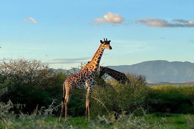Private Walking Tour with Giraffes - Key highlights worth your attention