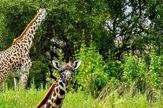 Private Walking Tour with Giraffes - Guide Chat: Ask Anything, Then Ask More