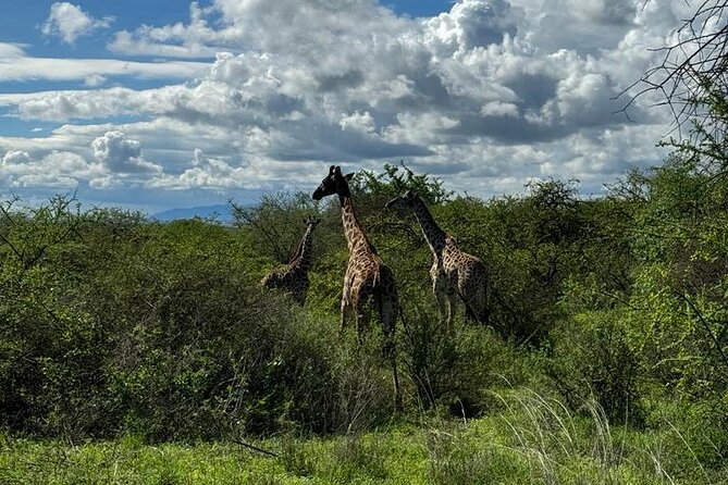 Private Walking Tour with Giraffes - Morning vs Afternoon Tours, and What Changes in Real Life