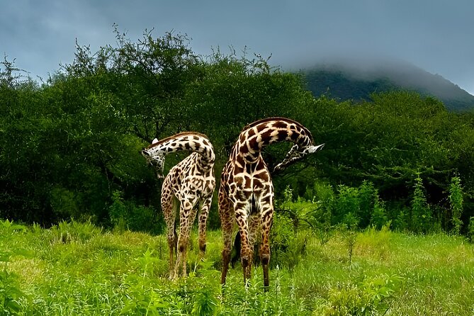 Private Walking Tour with Giraffes - Price and Logistics: Why $55 Feels Fair Here