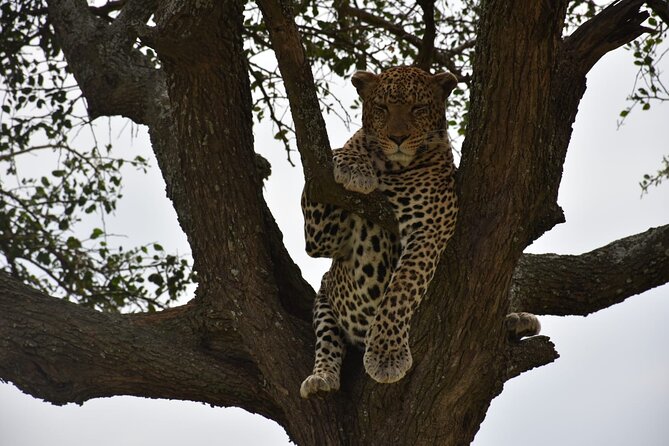 PRIVATE Wildebeest Calving Safari, Tanzania, January to March - Serengeti Transfer and the Culture Options (Not Included)