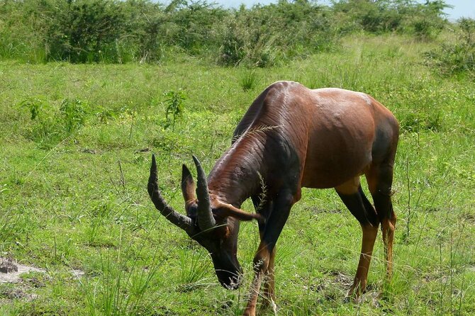 PRIVATE Wildebeest Calving Safari, Tanzania, January to March - Ngorongoro Conservation Area: From Short Grass to Calving Rhythm