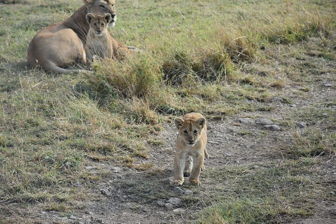 PRIVATE Wildebeest Calving Safari, Tanzania, January to March - Getting Around: Private Means 4x4 Comfort and Small-Group Choices