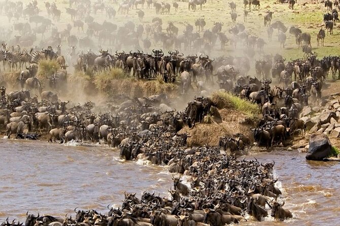 PRIVATE Wildebeest Calving Safari, Tanzania, January to March - Moshi Start: Getting Comfortable Before the Game Drives