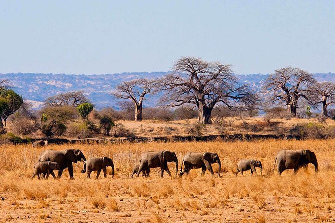 Private Wildlife Encounter at Tarangire National Park - A one-day Tarangire plan that actually works