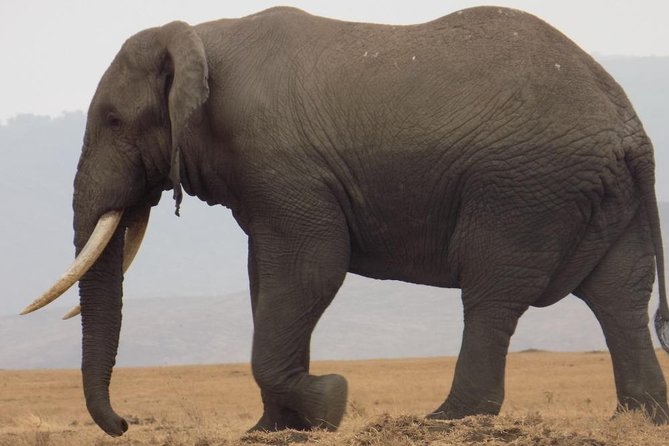Private Wildlife Encounter at Tarangire National Park - Afternoon game drive: where the best sightings usually happen