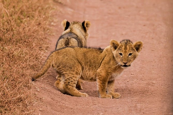 Private Wildlife Encounter at Tarangire National Park - Lunch and picnic timing: simple comfort in the middle of the day